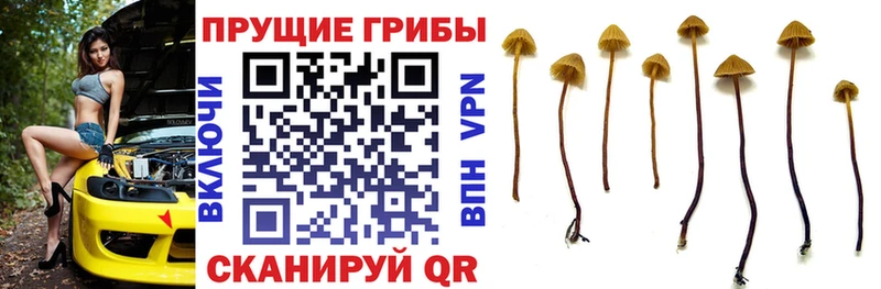 Псилоцибиновые грибы ЛСД Шилка